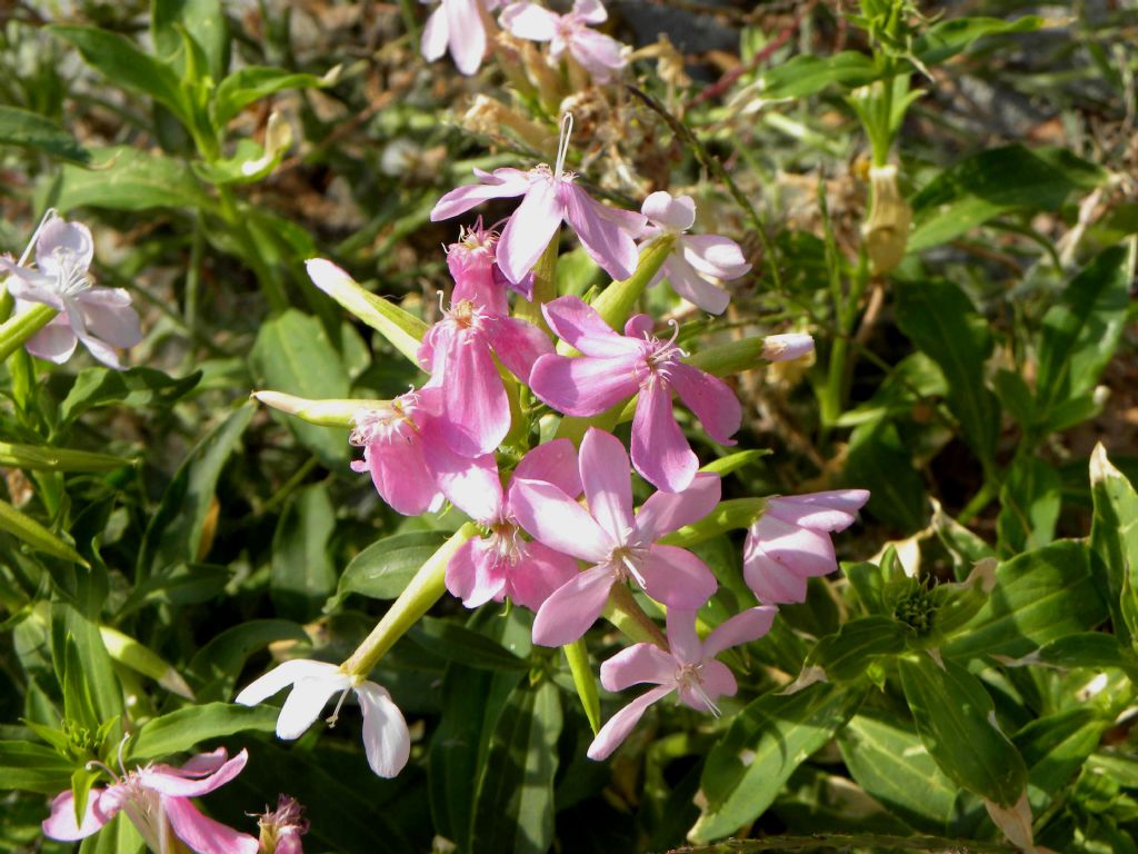 Caryophyllacea leggermente rosata: Saponaria officinalis